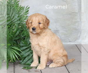 Goldendoodle Puppy for Sale in STANLEY, Wisconsin USA