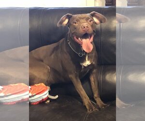 Rossi - Male American Staffordshire Terrier-Labrador Retriever Mix Dog for Adoption - Photo #6