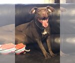 Small #5 American Staffordshire Terrier-Labrador Retriever Mix