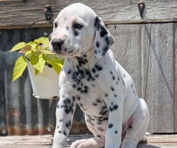 Medium Photo #7 Dalmatian Puppy For Sale in GOSHEN, IN, USA