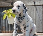 Small #6 Dalmatian