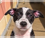 SAGE - Female Mutt Dog for Adoption - Small photo