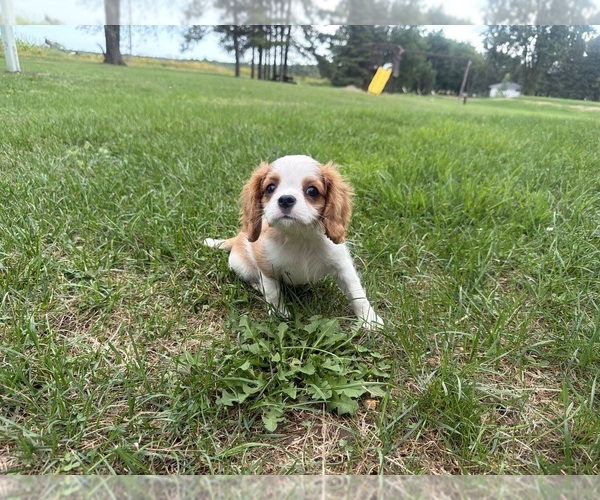 Medium Photo #6 Cavalier King Charles Spaniel Puppy For Sale in ATHENS, WI, USA