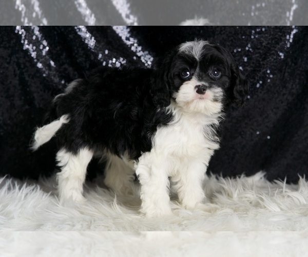 Medium Photo #4 Cavapoo Puppy For Sale in WARSAW, IN, USA