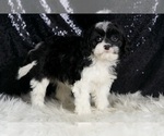 Small #3 Cavapoo
