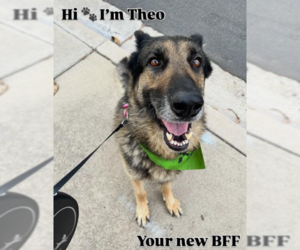 German Shepherd Dog Dogs for adoption in San Diego, CA, USA