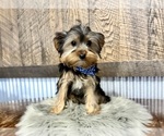 Small #4 Yorkshire Terrier