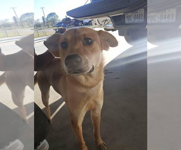 Medium Photo #2 Labrador Retriever-Unknown Mix Puppy For Sale in New York, NY, USA