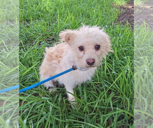 Medium Photo #1 Mutt Puppy For Sale in Missouri City, TX, USA