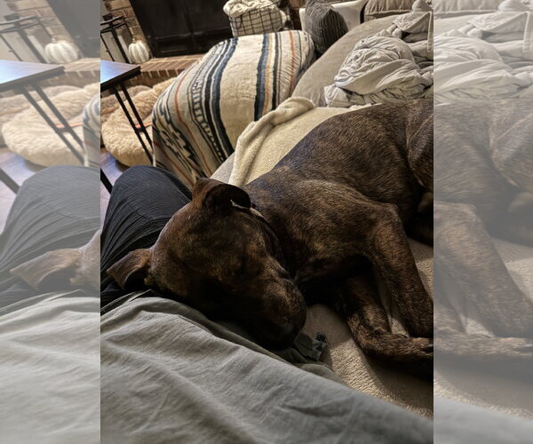 Medium Photo #9 Mutt Puppy For Sale in Doylestown, PA, USA