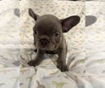 Small Photo #5 French Bulldog Puppy For Sale in LEESBURG, GA, USA