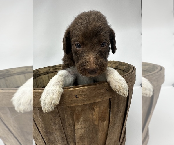 Medium Photo #6 Labradoodle-Labrador Retriever Mix Puppy For Sale in KENLY, NC, USA