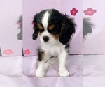 Puppy ELLIE Cavalier King Charles Spaniel