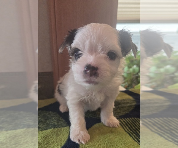 Medium Photo #6 Biewer Yorkie Puppy For Sale in MILWAUKIE, OR, USA
