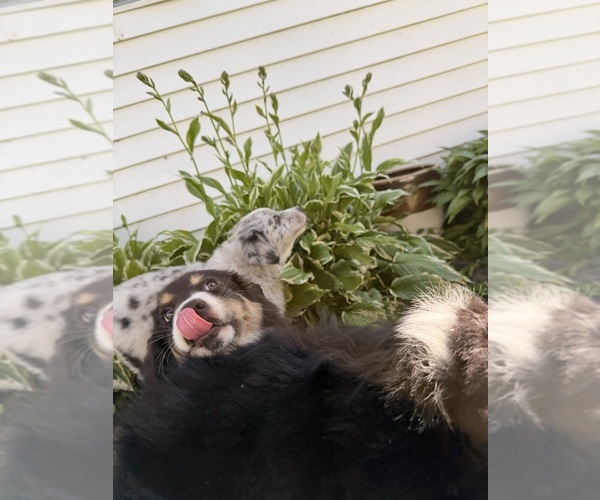 Medium Photo #4 Australian Shepherd Puppy For Sale in CHESTERFIELD TOWNSHIP, MI, USA