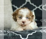 Image preview for Ad Listing. Nickname: Rosie