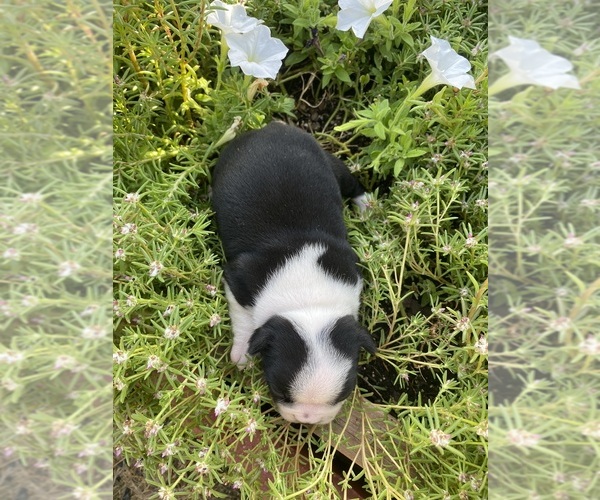 Medium Photo #5 Boston Terrier Puppy For Sale in FREDONIA, KS, USA