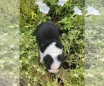Small #4 Boston Terrier