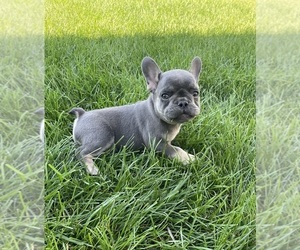 French Bulldog Puppy for sale in GREENWD, IN, USA