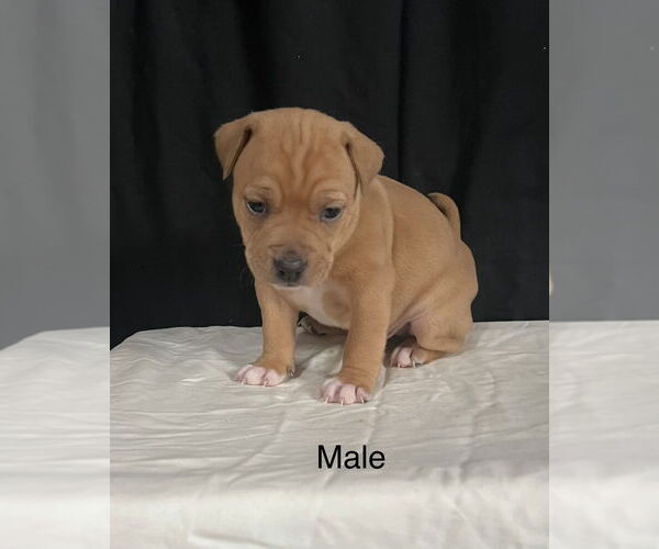 Medium Photo #1 American Pit Bull Terrier-American Staffordshire Terrier Mix Puppy For Sale in Brewster, NY, USA