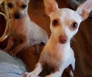 Mother of the Chihuahua puppies born on 03/08/2025