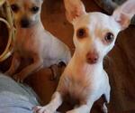 Small Photo #1 Chihuahua Puppy For Sale in CARTHAGE, TX, USA