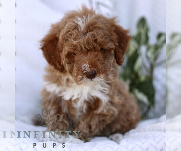 Medium Photo #1 Cavapoo (Miniature) Puppy For Sale in ELIZABETHTOWN, PA, USA