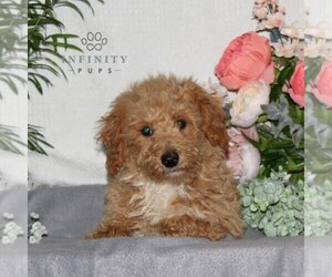 Bichpoo Puppy for sale in RISING SUN, MD, USA