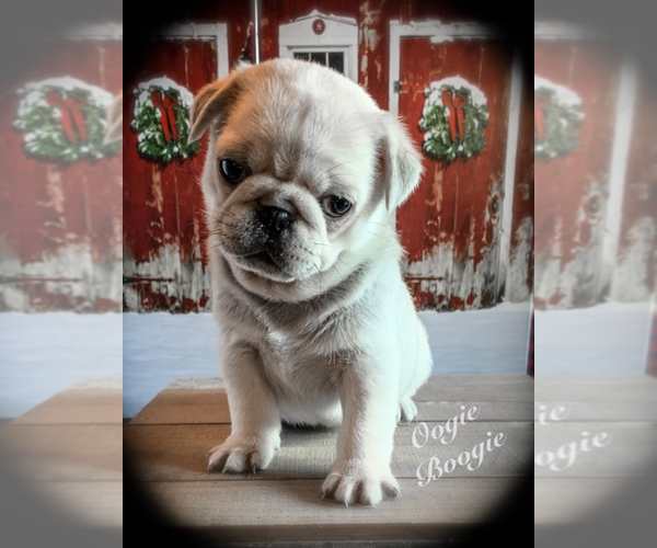Medium Photo #7 Pug Puppy For Sale in DANVILLE, KY, USA