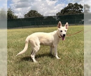 Boltcephus - Male Mutt Dog for Adoption - Photo #2
