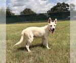 Small Photo #2 Mutt Puppy For Sale in Pleasanton, TX, USA