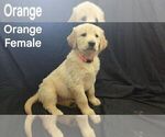 Small Photo #5 Golden Retriever Puppy For Sale in LEXINGTON, KY, USA