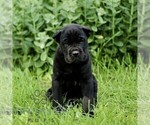 Image preview for Ad Listing. Nickname: Clyde