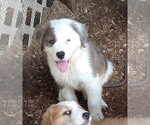 Small Photo #7 Australian Shepherd-Great Pyrenees Mix Puppy For Sale in RIDGELAND, SC, USA