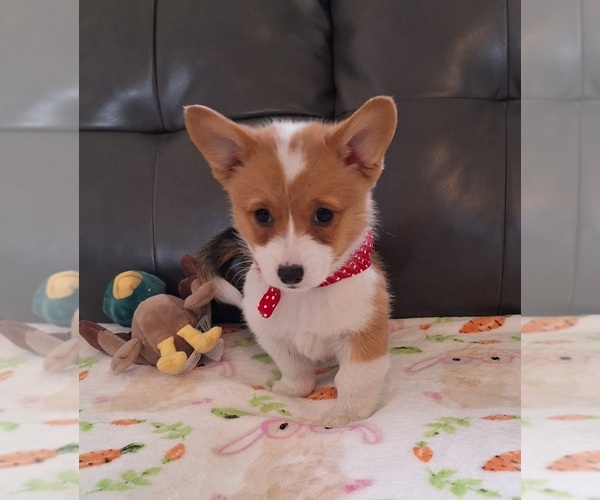 Medium Photo #5 Pembroke Welsh Corgi Puppy For Sale in ARROYO GRANDE, CA, USA