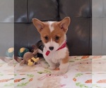 Small #4 Pembroke Welsh Corgi