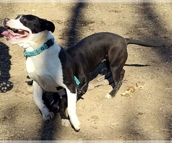 Medium Photo #7 Mutt Puppy For Sale in Rustburg, VA, USA