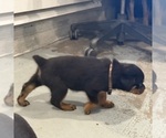 Small #8 Rottweiler