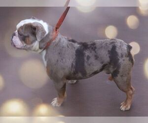 Father of the Olde English Bulldogge puppies born on 07/05/2025