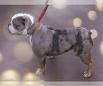 Small Photo #1 Olde English Bulldogge Puppy For Sale in NILES, MI, USA