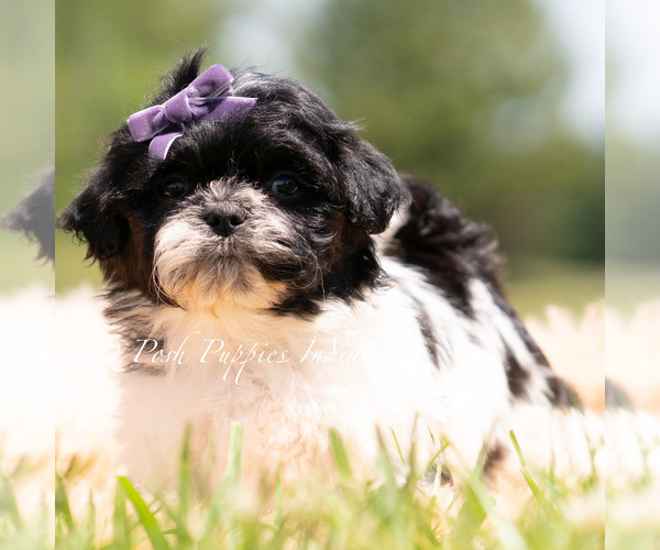 Medium Photo #16 Shih Tzu Puppy For Sale in WARSAW, IN, USA