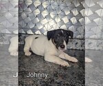 Small #4 Jack Russell Terrier