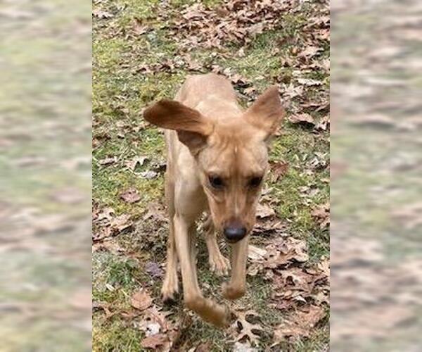 Medium Photo #4 Golden Labrador Puppy For Sale in Coventry, CT, USA
