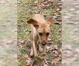 Hal, a loving shadow - Male Golden Labrador Dog for Adoption - Photo #4