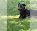 Small Photo #10 Catahoula Leopard Dog-Doberman Pinscher Mix Puppy For Sale in Euless, TX, USA