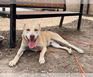 Siberian Husky Dogs for adoption in Orange, CA, USA