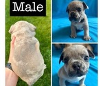 Puppy Bocephus French Bulldog
