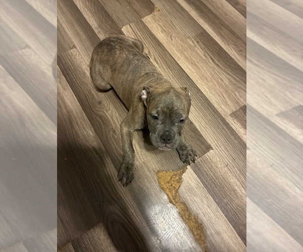 Medium Photo #5 American French Bull Terrier Puppy For Sale in NEW ORLEANS, LA, USA
