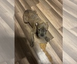Small #4 American French Bull Terrier