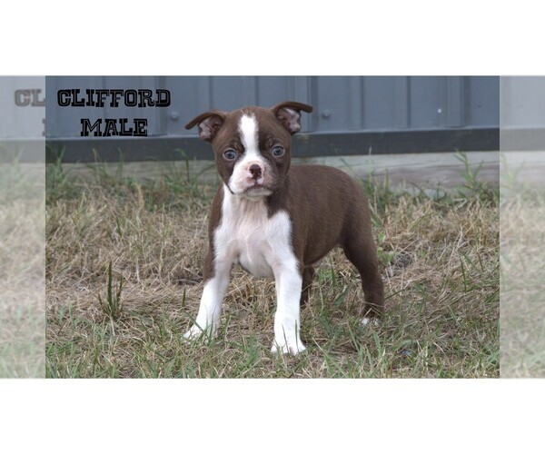 Medium Photo #12 Boston Terrier Puppy For Sale in CLARE, MI, USA